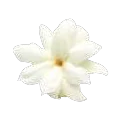 Melati (jasmine)